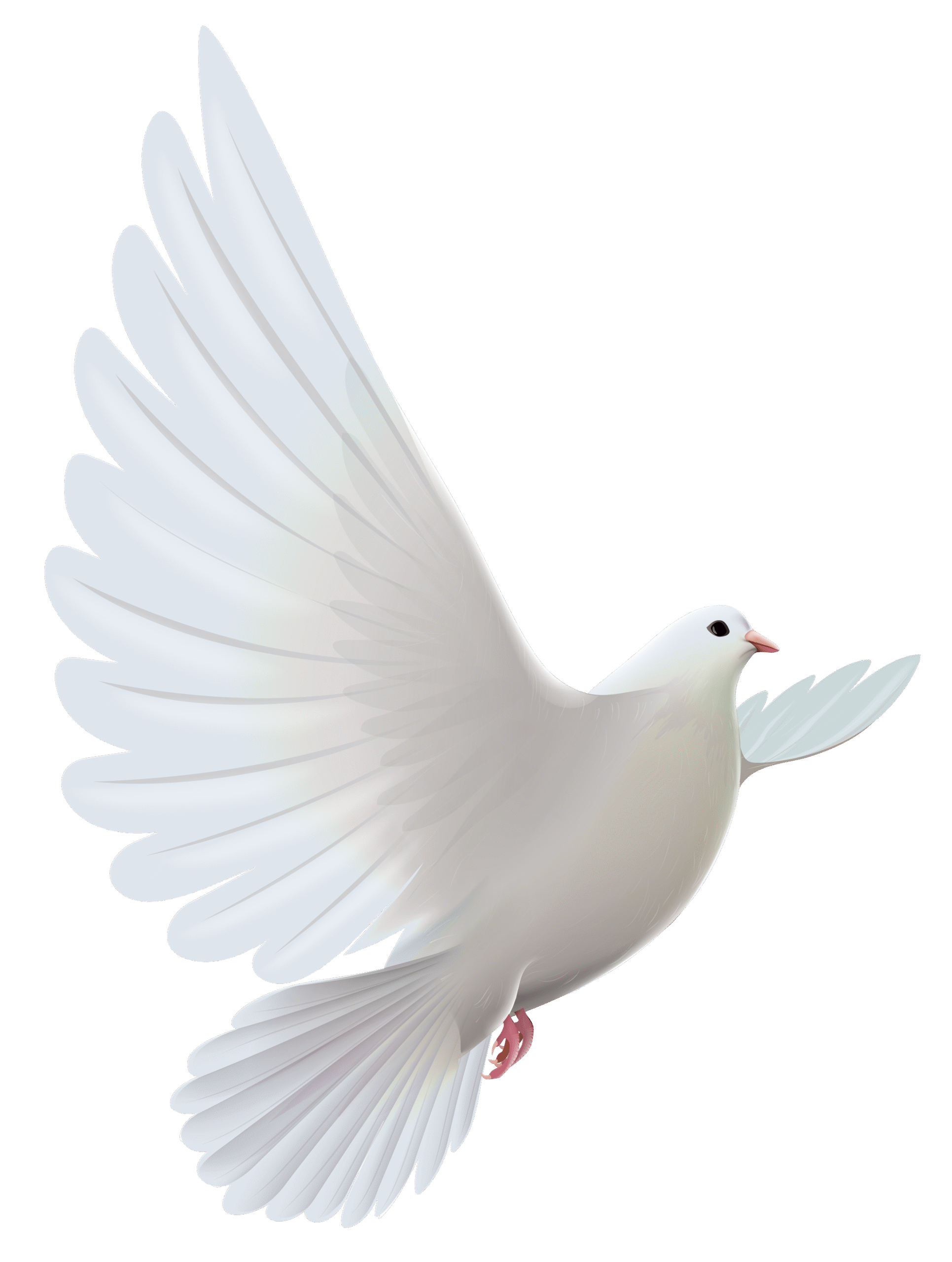 pngimg.com – white_dove_PNG10